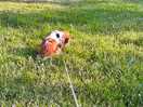 Dog friendly