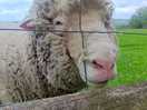 Loved meeting the animals