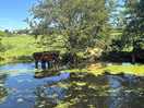 Cows in the canal