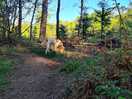 Wakerley woods