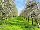 Orchard