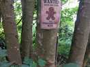 Woods