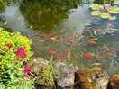 Campsie pond