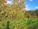 The willow tree in the field