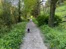 Dogs paradise