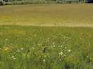 Meadow