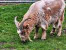 Roaming farm animals
