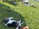 Dog friendly