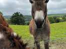 Barney the donkey