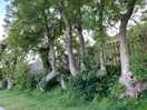Avenue of trees on site