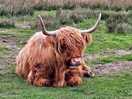 My first encounter of highland cow