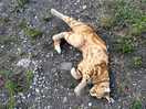Cat on campsite
