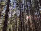 The "fairy wood", a mysterious walk for little ones filled with gnomes, fairy doors and critters.