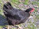Damp chicken