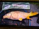 Carp i caught