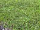 More plant life - no drainage, ground was still boggy after days of sunshine !