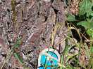 Fairy trail