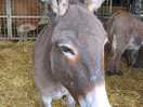 Loves a good scratch this one does haha