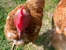 Chickens