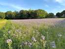 Footpath to st. hilary