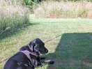 Dog friendly