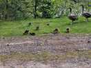 Baby geese