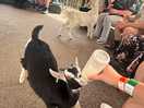 Activity in the animal park feeding goats in meet and greet