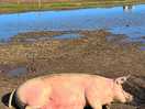 Piggies nearby