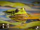 Froggy friend at westover smarden pond