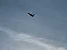 Regular jets doing amazing practice loops