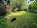 Dog walking area
