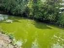 Pond on site
