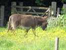 One of the donkeys