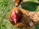 More chickens