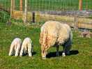 The neighbours
