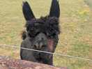 Alpacas 1