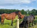 Beautiful horses in the next field