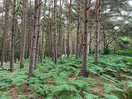 Walk in woods
