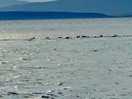 Seals of the coast ob findhorn beach