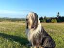 Field for the dog!