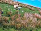 Local livestock. popular with kids on walks.