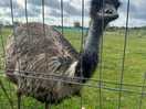 Ostrich