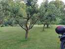 Lovely orchard setting
