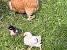 Chicks