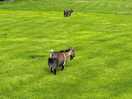 Roaming goats