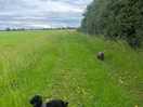 Walking the dogs,perfect off lead walk.