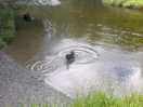 Taking a dip in estuary