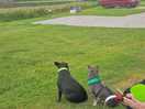 Dog friendly