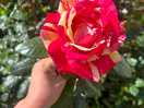 This rose smelt amazing