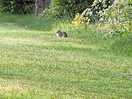 Rabbit visitor